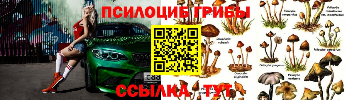Карабулак  Псилоцибиновые грибы мицелий  наркошоп  Вход с VPN  Псилоцибиновые грибы прущие грибы 